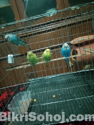 রানিং বাজিগার খাঁচা সহ